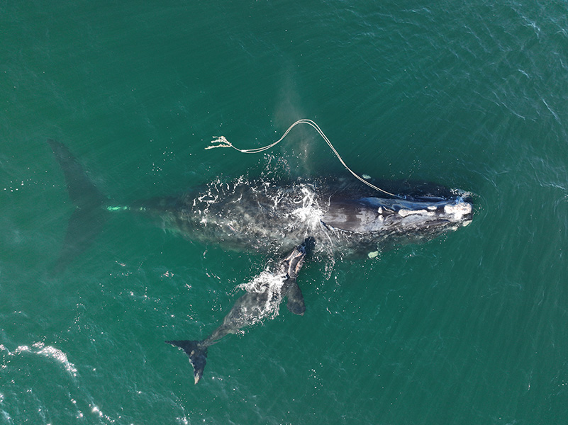 Entangled whale and calf Aerial view of a whale and calf swimming, a long fishing rope trails from her head