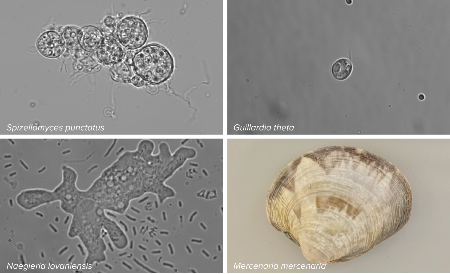 Four pictures arranged in quadrants show three microscopic organisms and a clam.