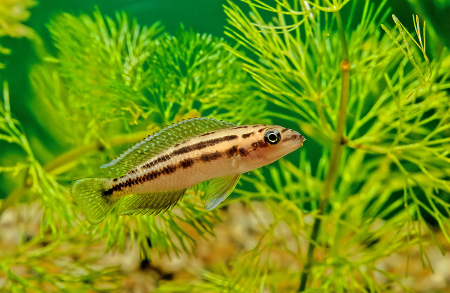 Golden julie A small striped fish swims among plants in a tank.