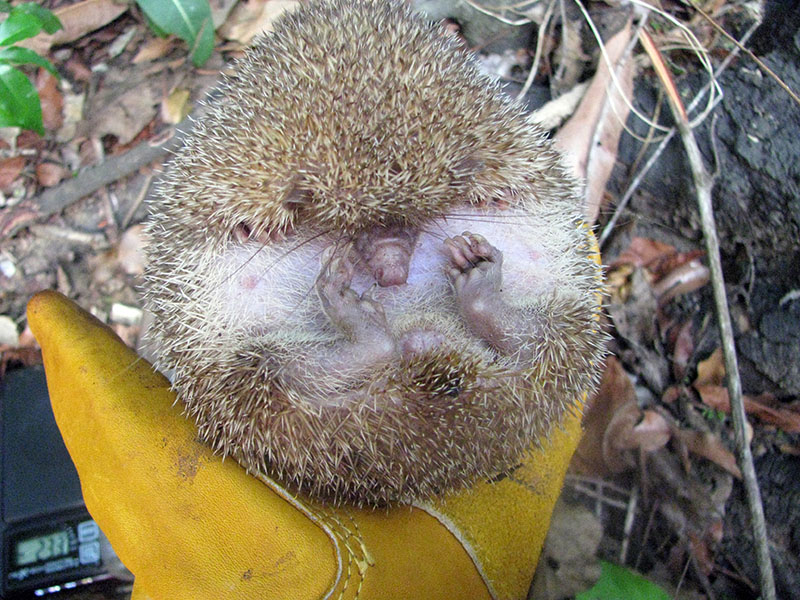 Tenrec A curled-up tenrec in a gloved hand