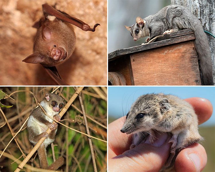 The torpor-users Photos of four cute animals