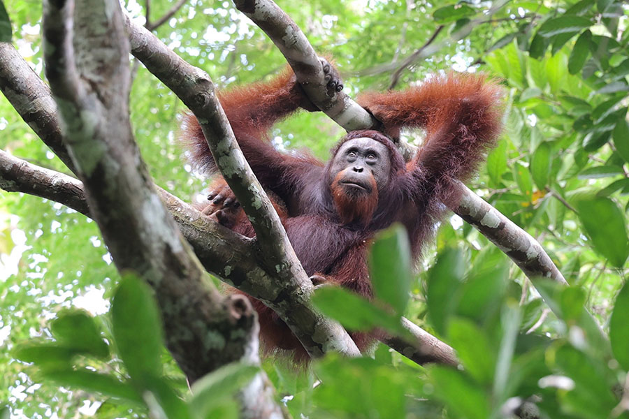 Orangutan Photo of an orangutan in a tree.