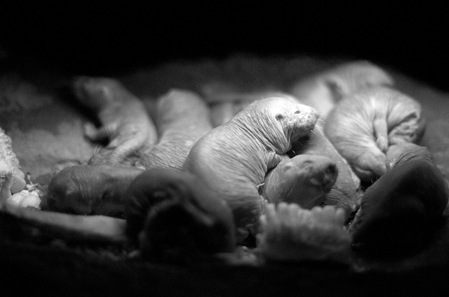 Naked mole rats Photo of some snuggling naked mole rats