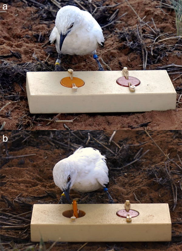 Learning for mealworms Two photos: a bird looks at a piece of wood with two holes covered by plastic lids; the bird has pecked and opened one lid.