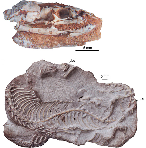 A primitive slitherer Fossils show the head and body of a snake.