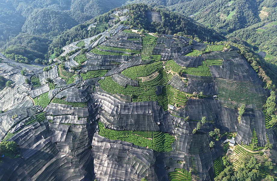 Sun or shade? A landscape photo shows terraced tea fields with some parts covered by black shades.